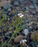 Dontostemon senilis. Верхушка побега с цветком и плодами. Монголия, аймак Увс, берег оз. Хяргас-Нуур, ≈ 1100 м н.у.м., щебнистая пустыня. 10.06.2017.