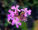 Silene armeria. Соцветие. Камчатский край, Усть-Камчатск, пос. 2-й завод, берег залива в р-не парома. 25.08.2016.