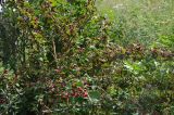 Cotoneaster multiflorus