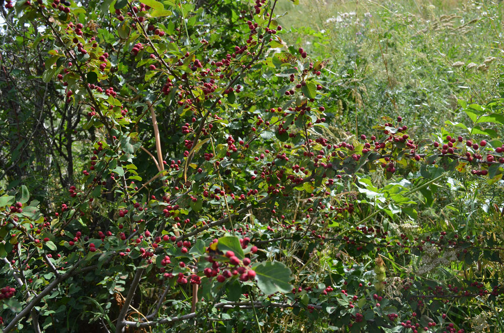 Image of Cotoneaster multiflorus specimen.