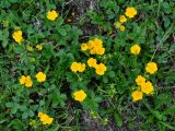 Potentilla ruprechtii. Цветущие растения. Абхазия, Рицинский реликтовый национальный парк, гора Чха, ≈ 2400 м н.у.м., субальпийский луг. 15.07.2017.