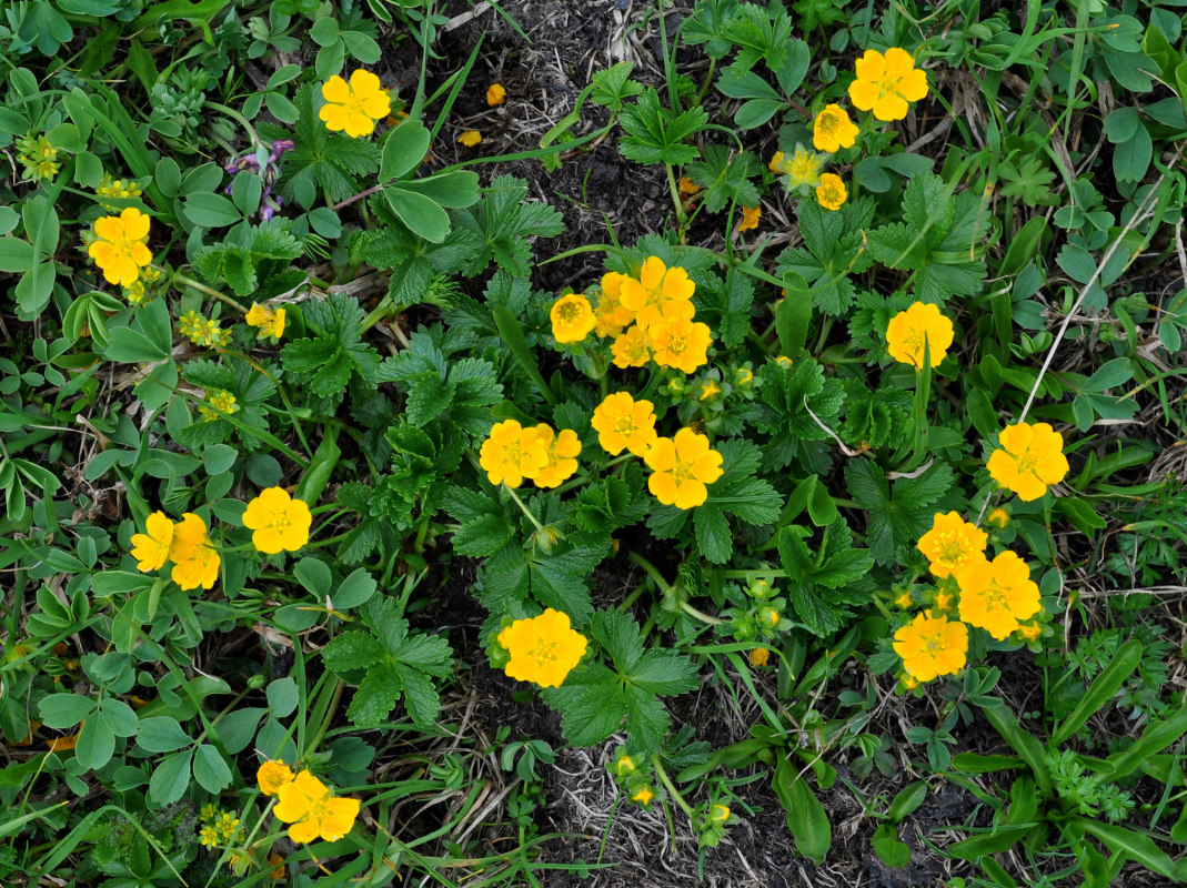 Image of Potentilla ruprechtii specimen.