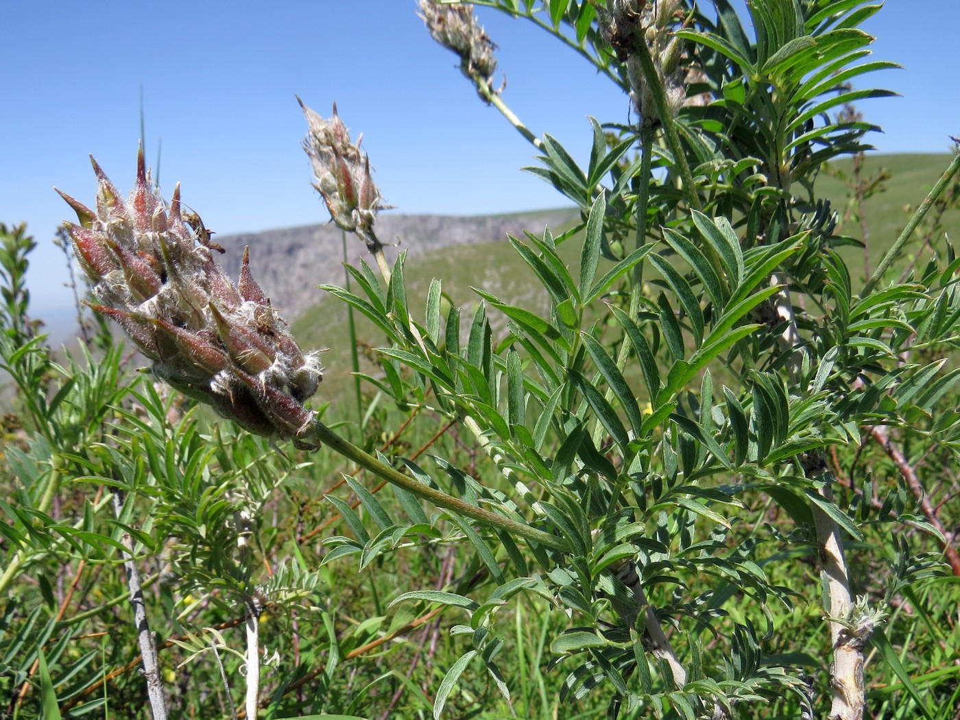 Изображение особи Astragalus ugamicus.