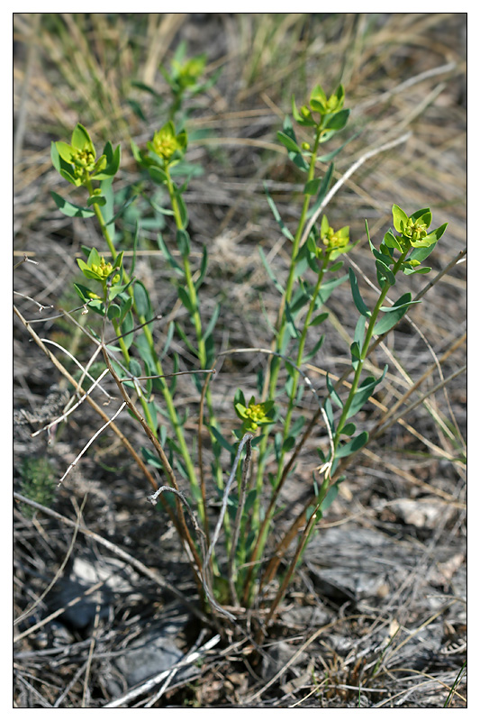 Изображение особи Euphorbia seguieriana.