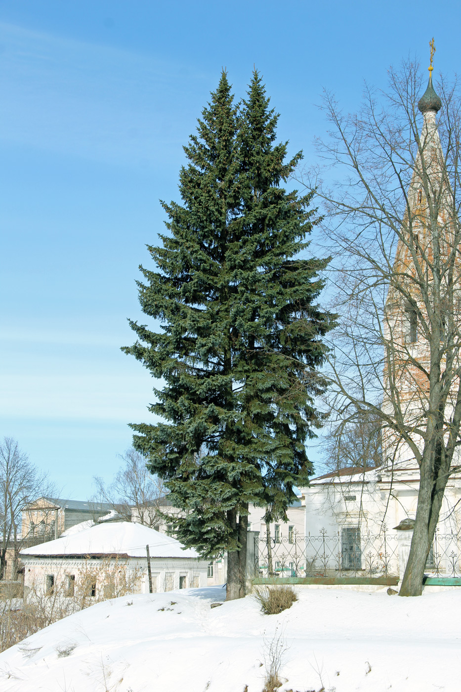 Image of Picea pungens f. glauca specimen.