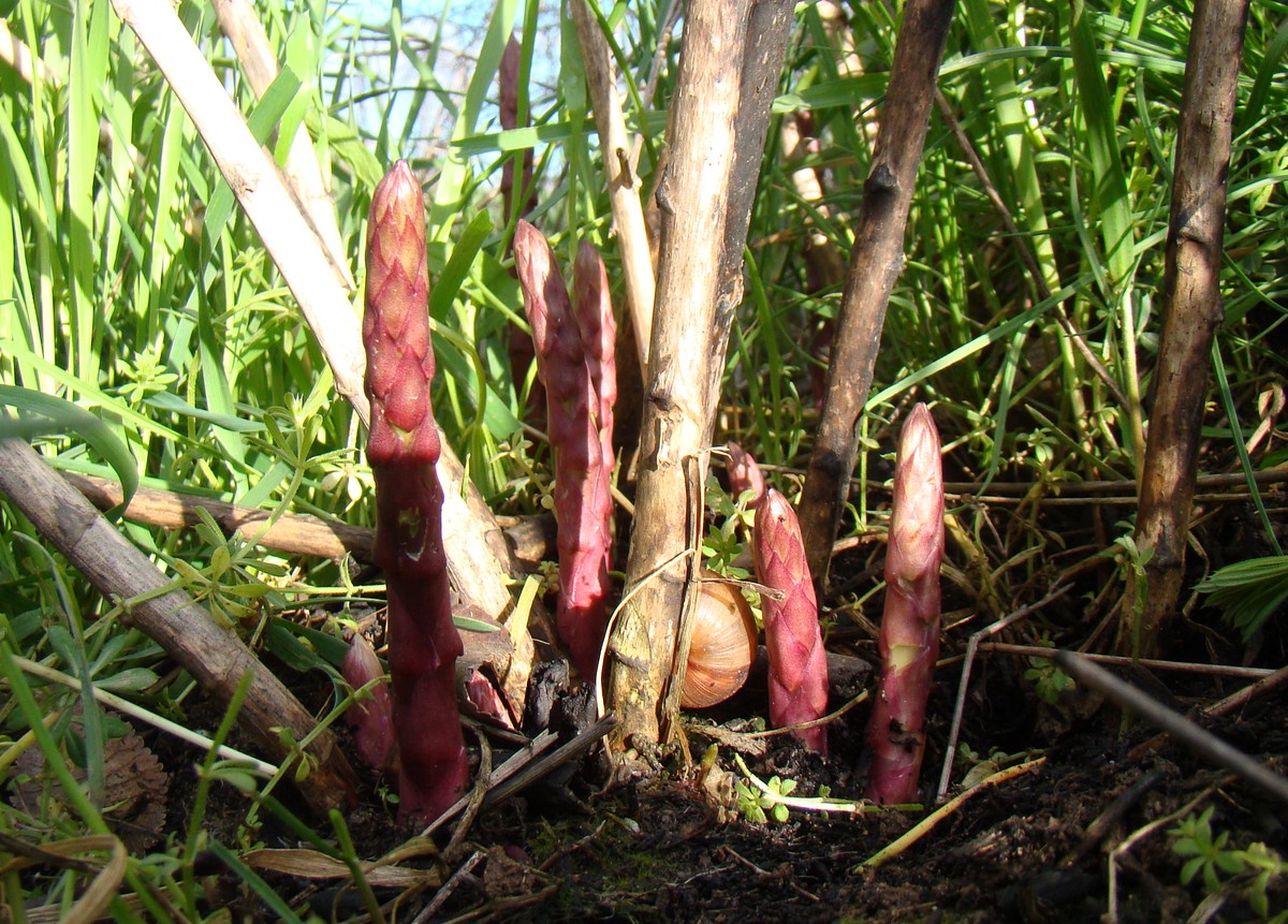 Изображение особи Asparagus verticillatus.