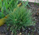 Asphodeline taurica