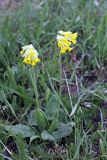 Primula macrocalyx