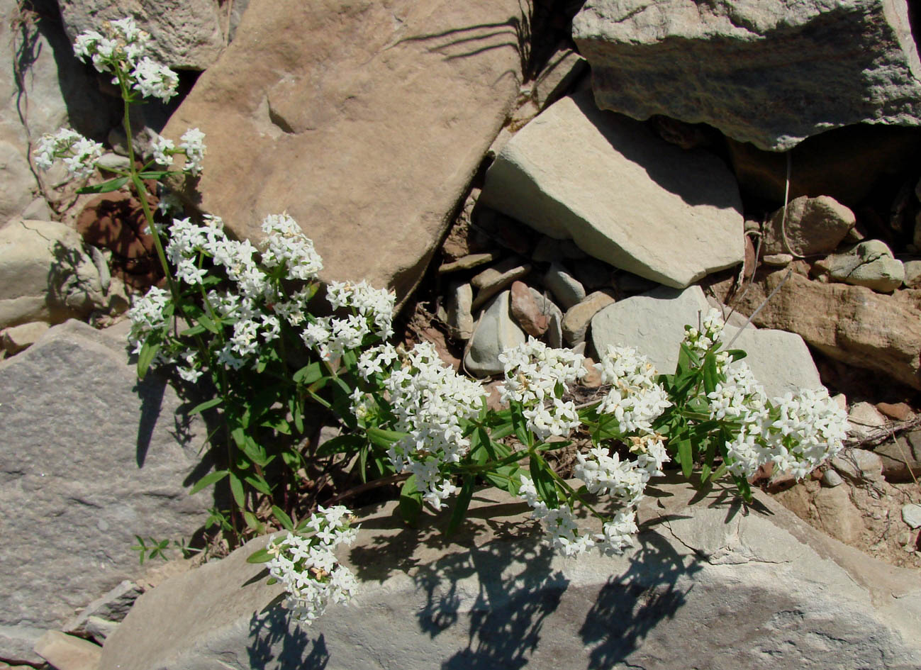 Image of Galium boreale specimen.