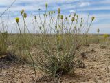 Inula multicaulis. Цветущее растение в петрофитной парнолистниково-многолетнесолянковой северной пустыне на бровке чинка. Казахстан, Актюбинская обл., Байганинский р-н, 100 км ВЮВ пос. Дияр; плато Устюрт, чинк Донызтау, правый борт овр. Курусай. 19.06.2017.