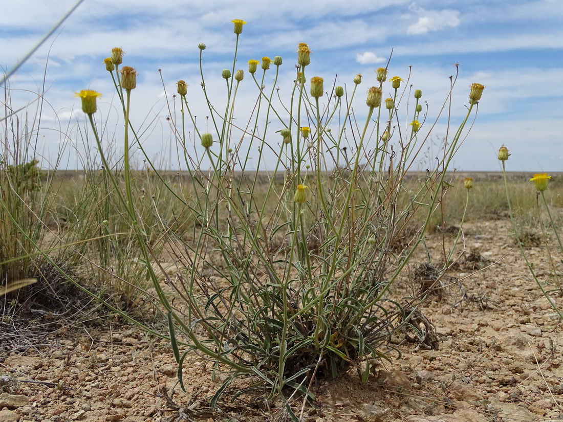 Image of Inula multicaulis specimen.