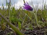 Pulsatilla turczaninovii. Цветущее растение. Красноярский край, окр. Красноярска, 3 декада мая 2010 г.