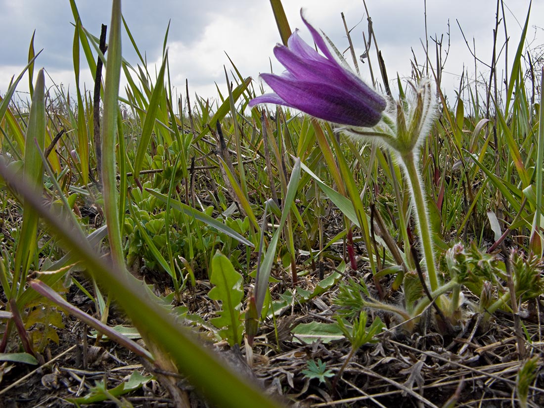 Изображение особи Pulsatilla turczaninovii.