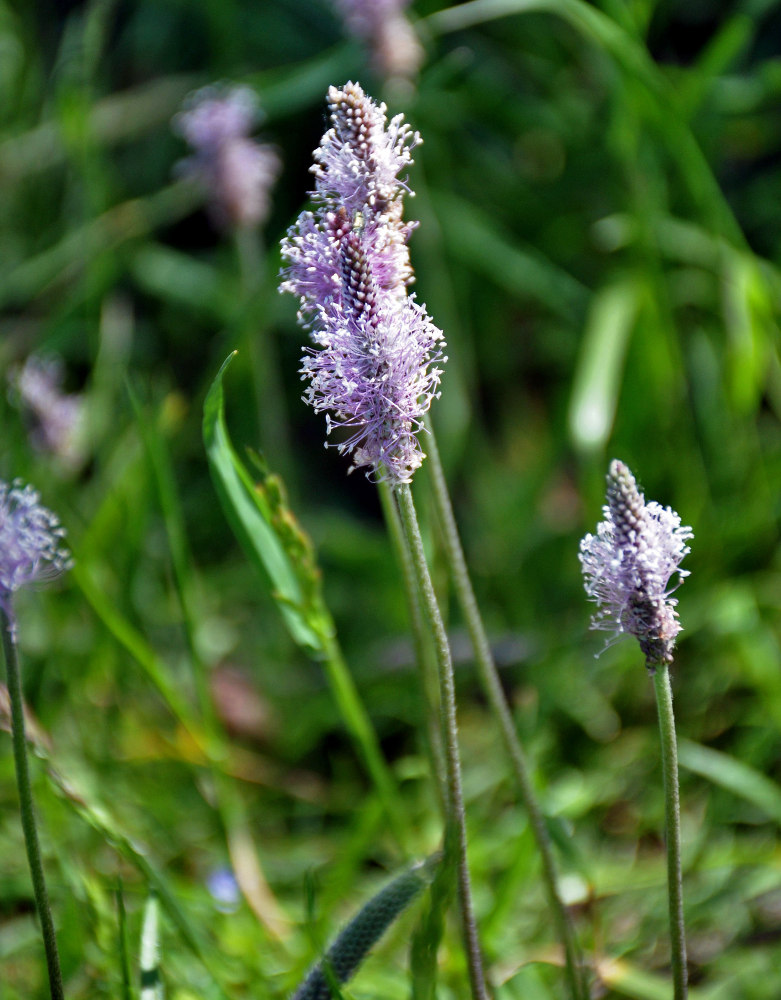 Изображение особи Plantago media.