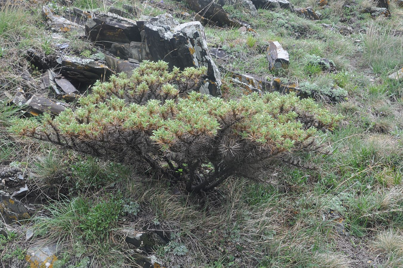 Изображение особи Astragalus denudatus.