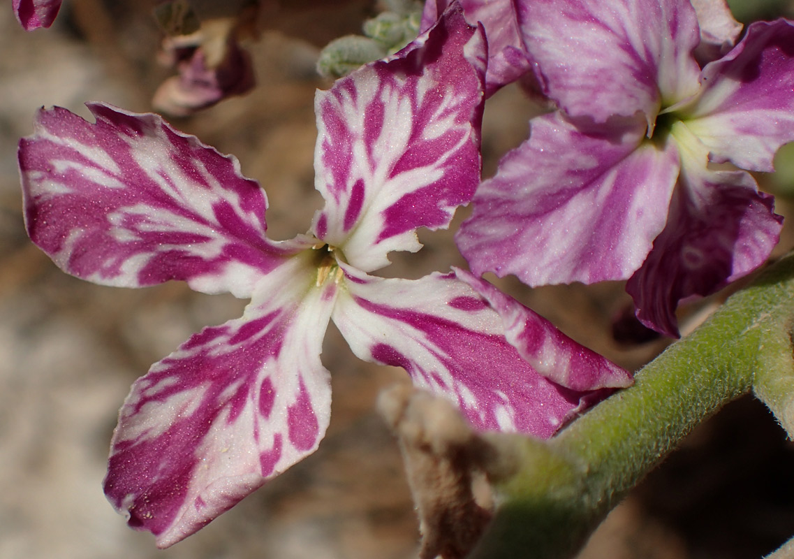 Изображение особи Matthiola incana.