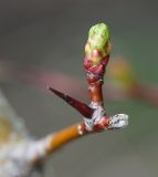 Crataegus chlorocarpa