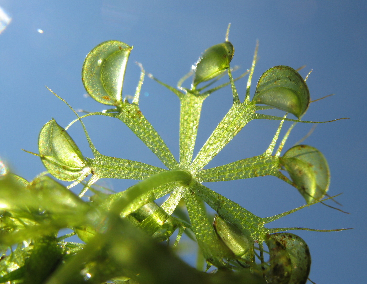 Изображение особи Aldrovanda vesiculosa.