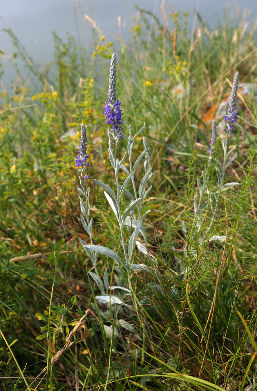 Image of Veronica incana specimen.