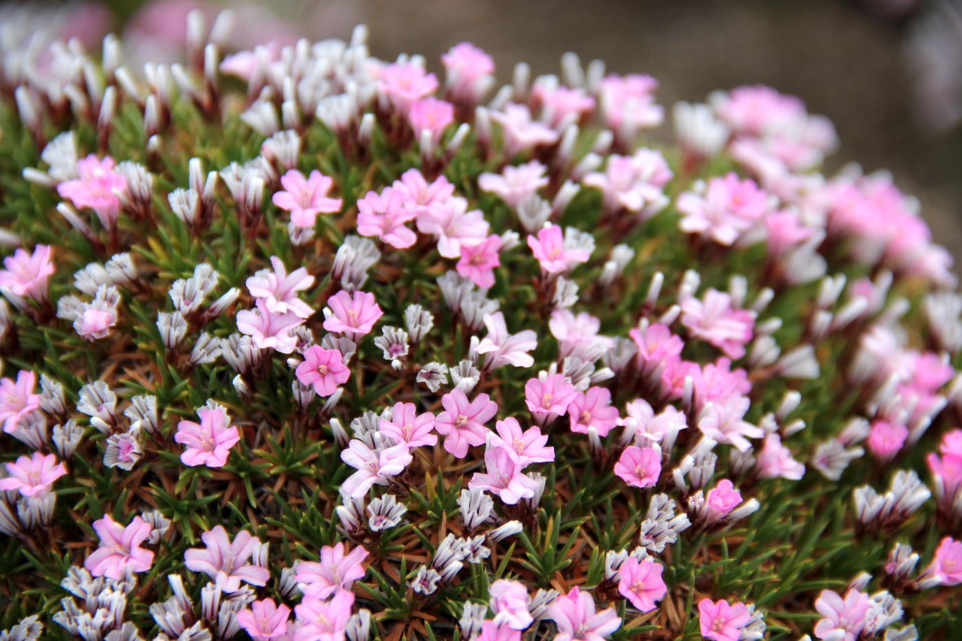 Image of Acantholimon litvinovii specimen.