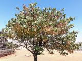 Cercis siliquastrum