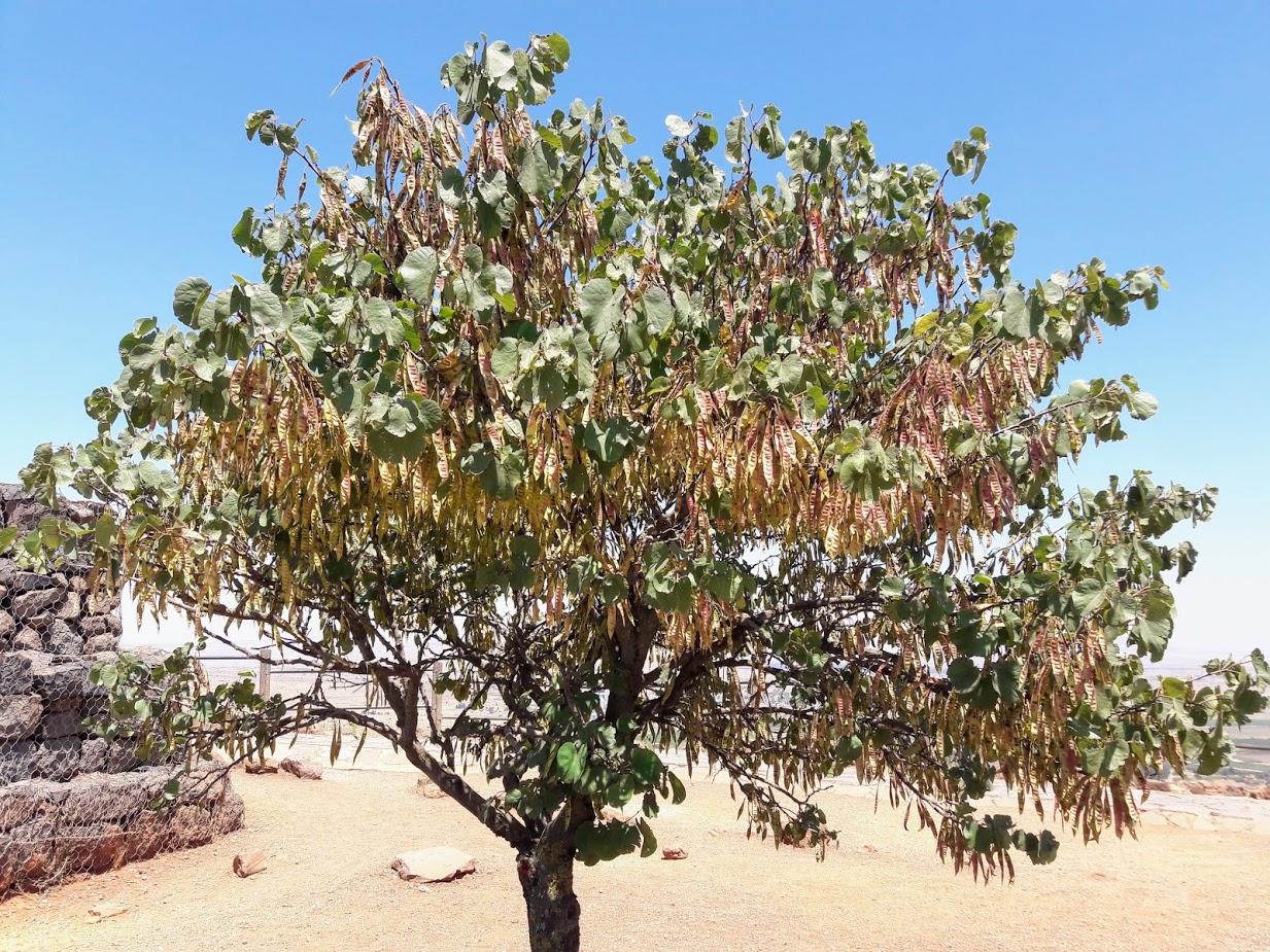 Image of Cercis siliquastrum specimen.