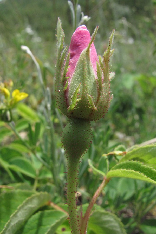 Image of Rosa gallica specimen.