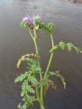 Phacelia tanacetifolia