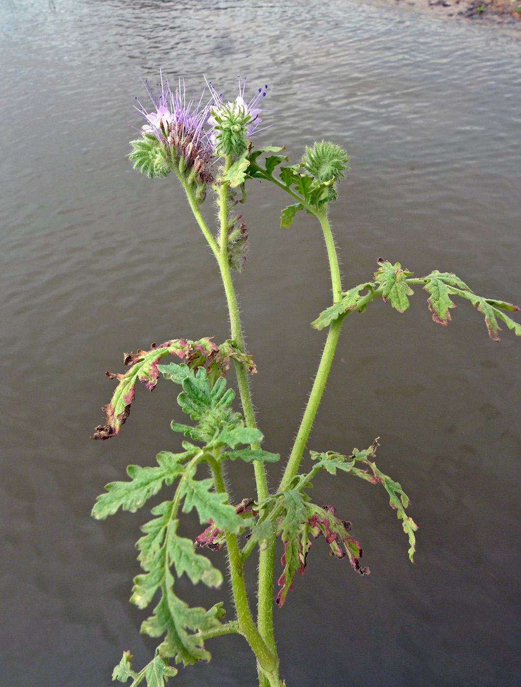 Image of Phacelia tanacetifolia specimen.