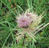 Cirsium obvallatum. Верхушка цветущего растения. Кабардино-Балкария, Эльбрусский р-н, долина р. Ирикчат, ок. 2800 м н.у.м., субальпийский луг. 06.08.2018.