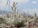 Krascheninnikovia ceratoides. Плодоносящее растение. Таджикистан, Горно-Бадахшанская автономная обл., Мургабский р-н, окр. сельской общины (кишлака) Каракуль; Восточный Памир, денудационный шлейф западного макросклона Сарыкольского хребта, восточный берег оз. Каракуль; в поясе гидроморфных разреженных галофитноразнотравно-однолетнесолянковых солончаков, выс. 3930 м н.у.м. 16 августа 2018 г.