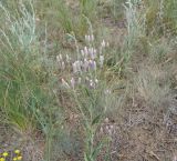 Jurinea multiflora