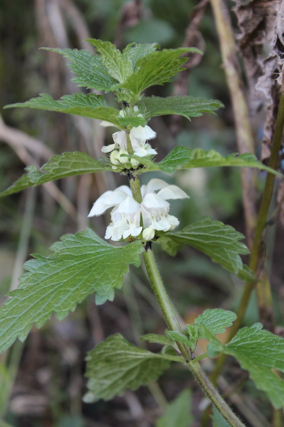 Image of Lamium album specimen.