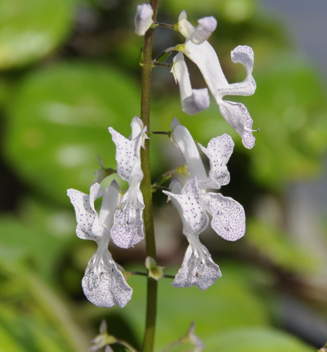 Изображение особи Plectranthus verticillatus.