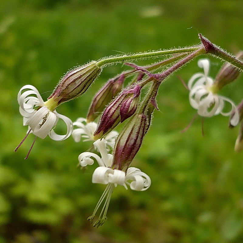 Image of Silene nutans specimen.