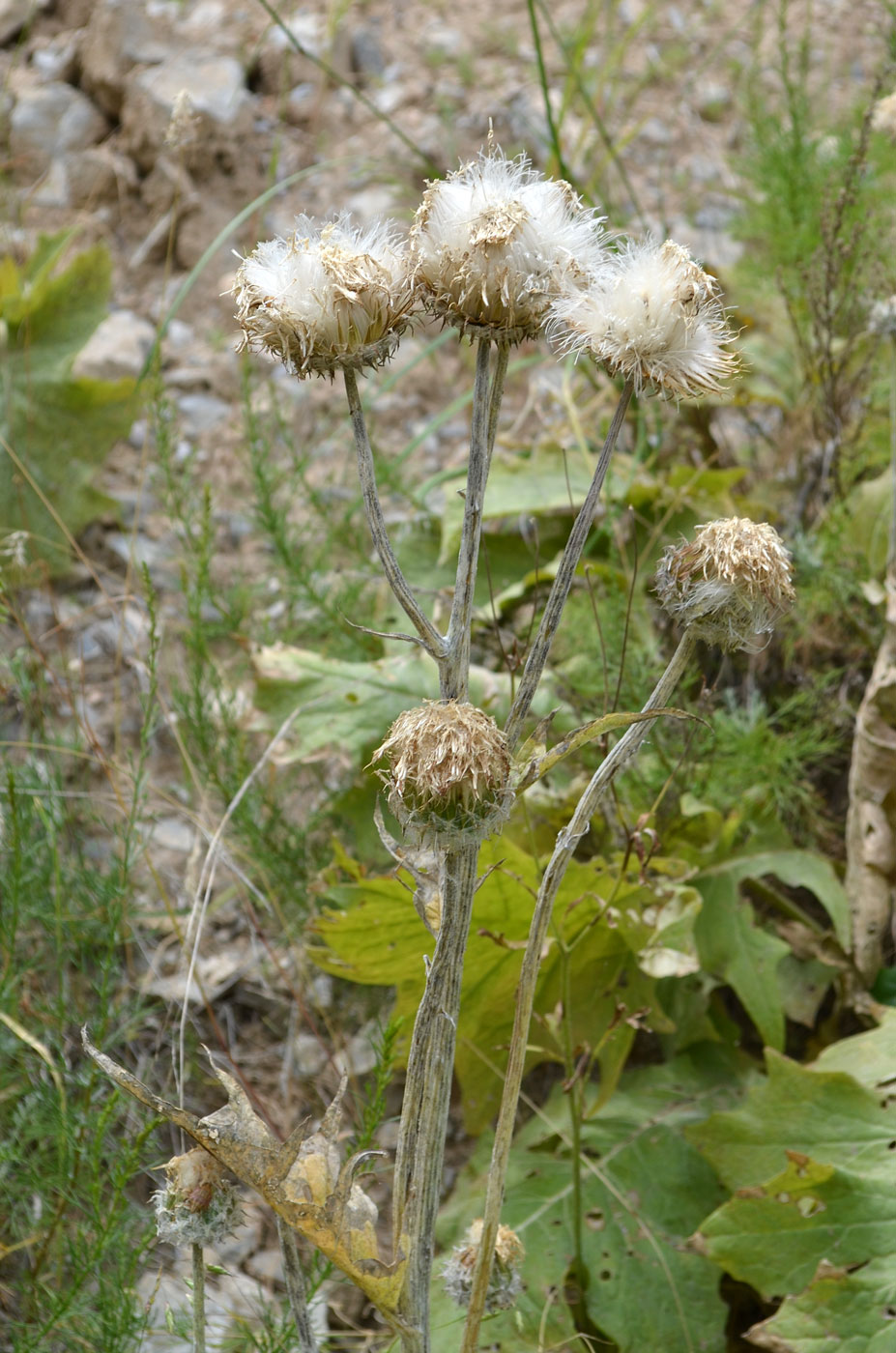 Image of Saussurea asbukinii specimen.