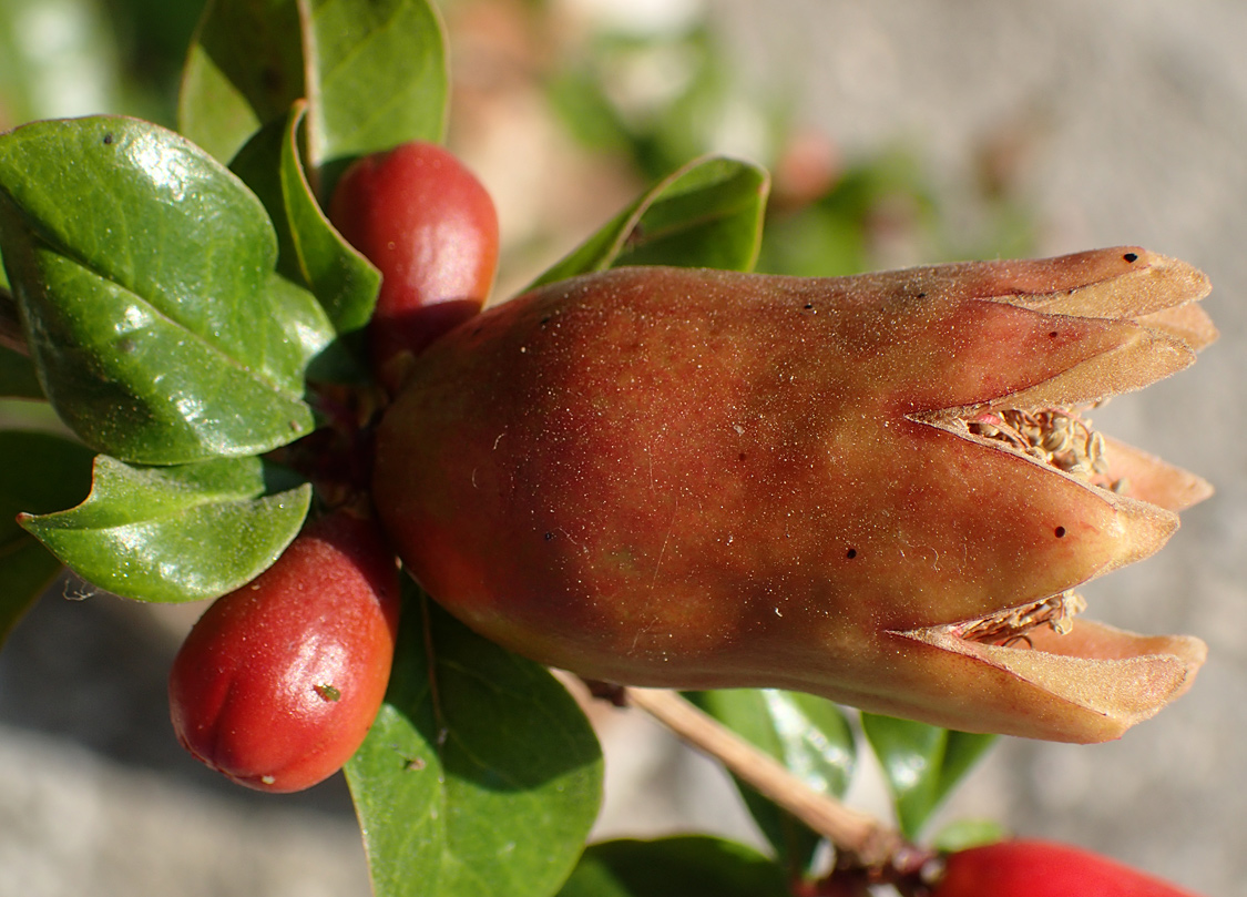 Image of Punica granatum specimen.