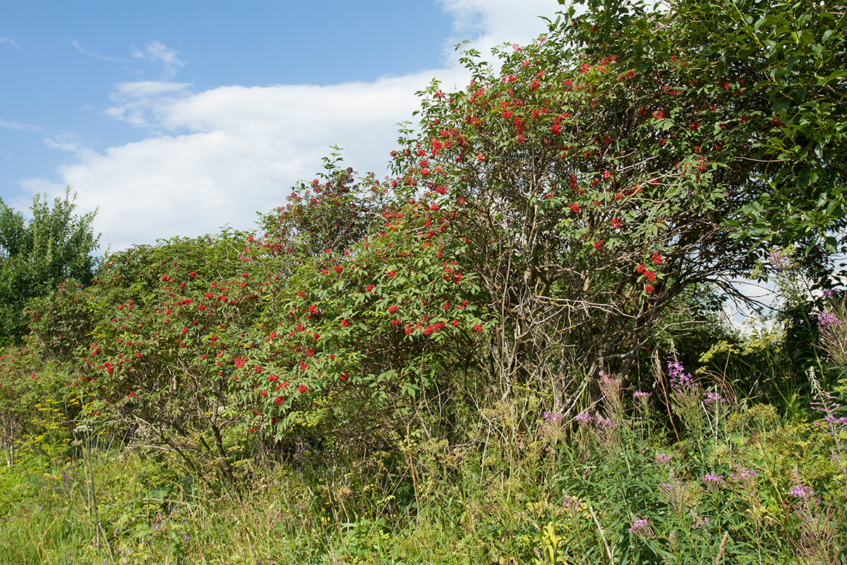 Image of Sambucus racemosa specimen.