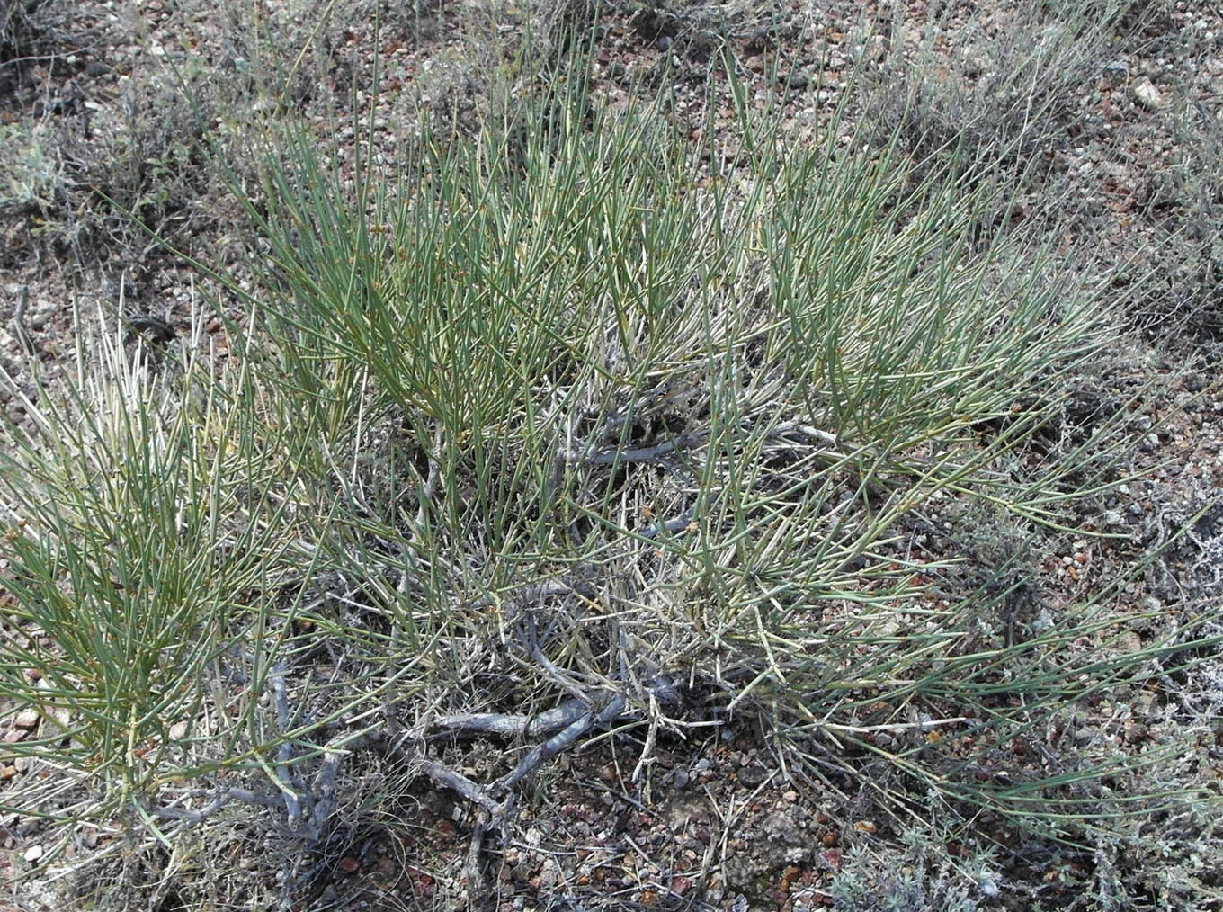 Изображение особи Ephedra lomatolepis.