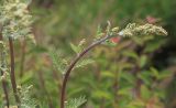 Artemisia tanacetifolia. Верхушка генеративного побега с нераскрывшимися соцветиями. Амурская обл., Сковородинский р-н, трасса Амур, граница области с Забайкальским краем, гравийная отсыпка вдоль трассы. 03.07.2016.