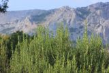 Rosmarinus officinalis