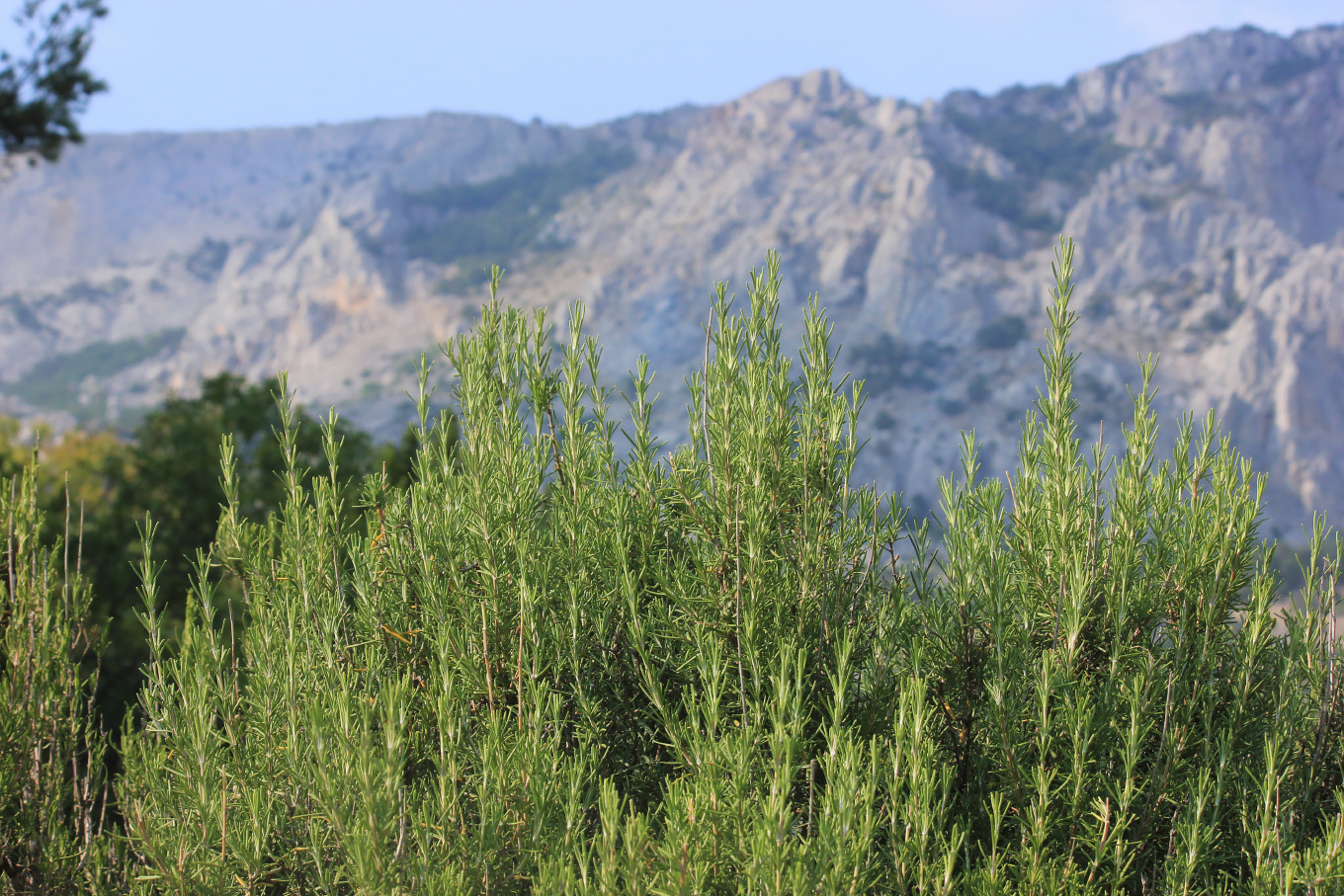 Image of Rosmarinus officinalis specimen.