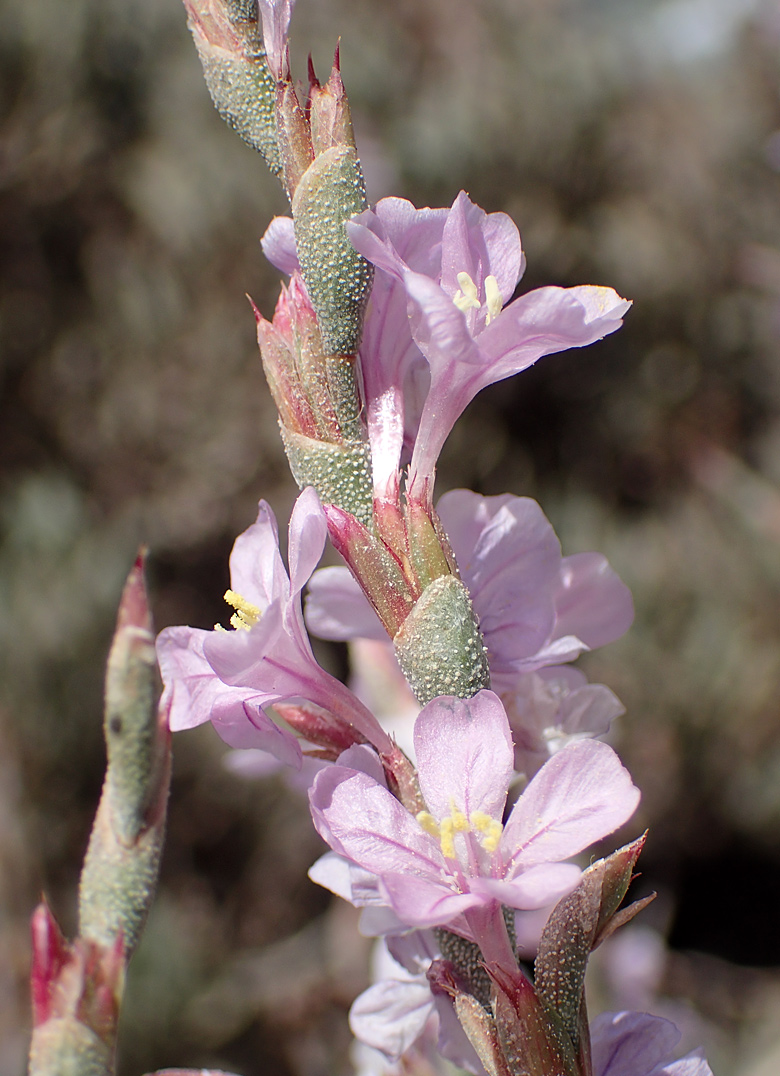 Image of Limoniastrum monopetalum specimen.