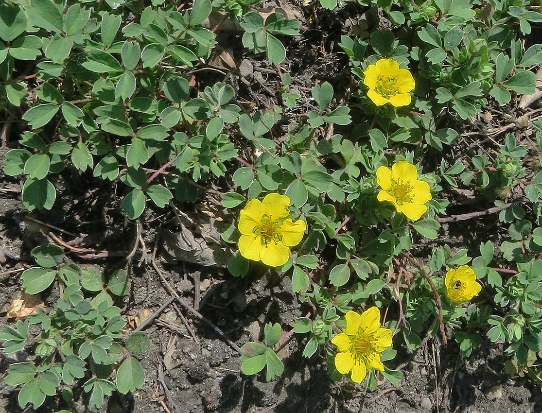 Изображение особи Potentilla cuneifolia.