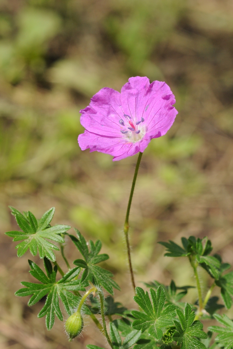 Изображение особи Geranium sanguineum.