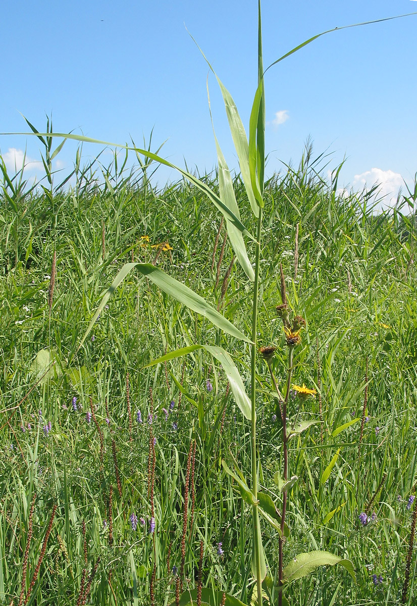 Изображение особи Phragmites australis.