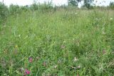 Lathyrus tuberosus