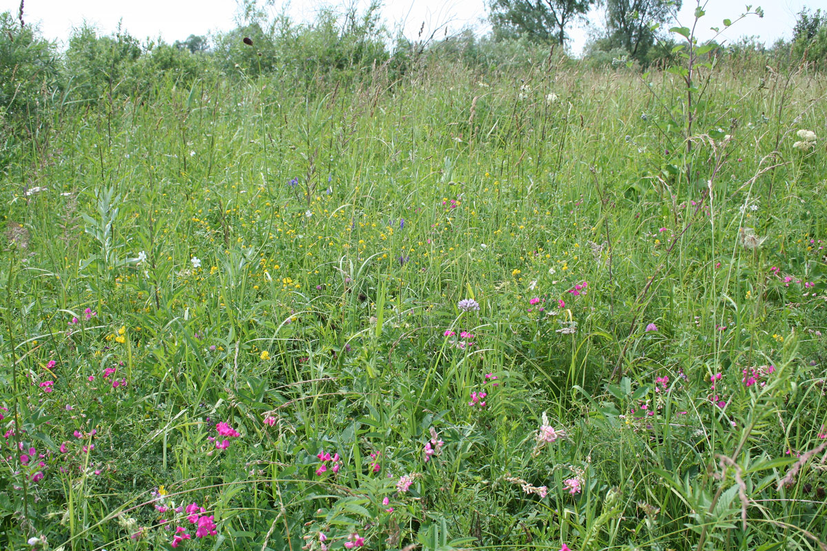 Изображение особи Lathyrus tuberosus.