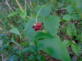 Rubus arcticus