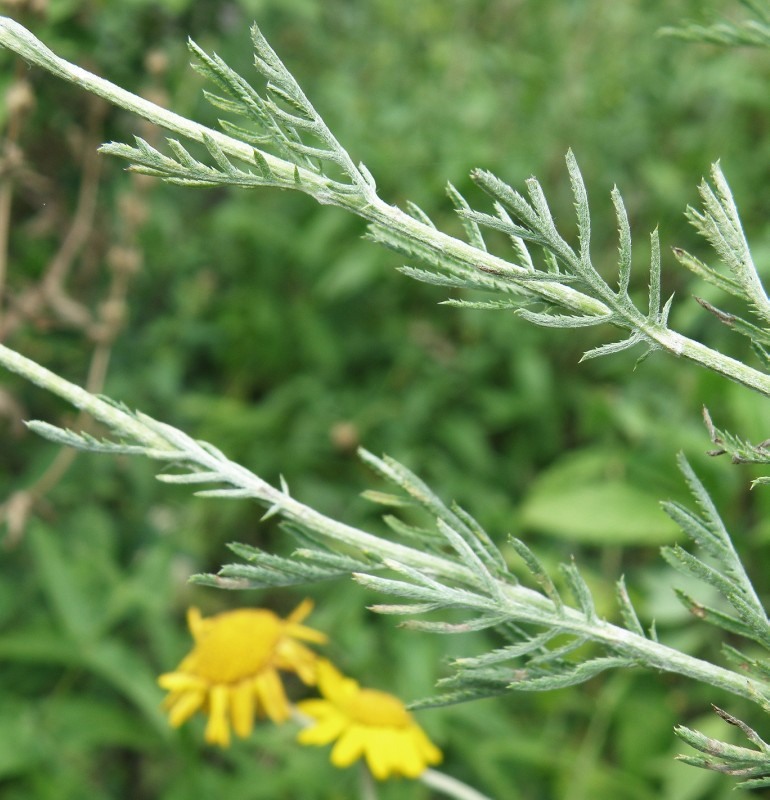 Изображение особи Anthemis tinctoria.